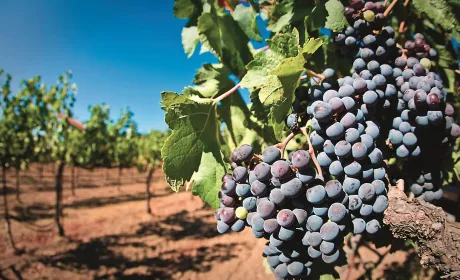 Стійкі до морозів сорти винограду для північних регіонів України