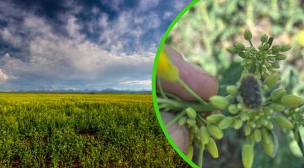 На полях Миколаївської області помічено появу шкідливої комахи на озимому ріпаку.