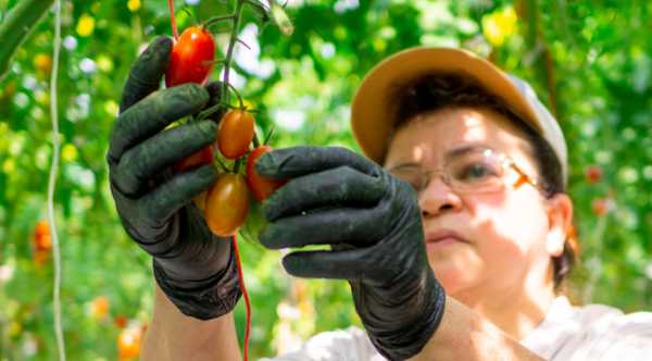Вартість томатів в Україні спадає, а продукція закритого ґрунту стає доступнішою
