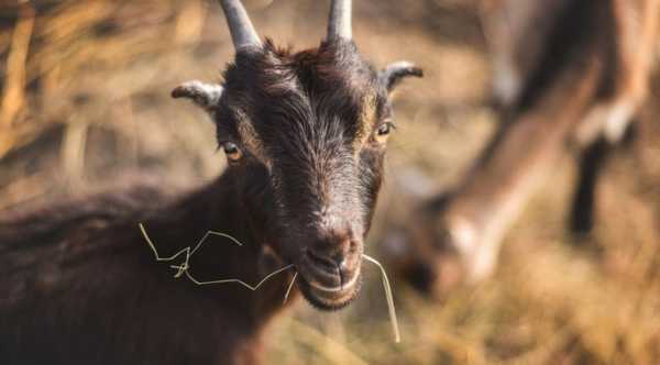 Держава тимчасово припинила приймати заявки на отримання субсидій для власників овець та кіз.