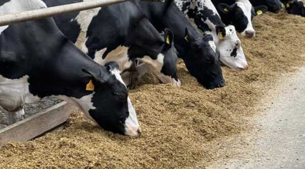 Зменшення кількості великої рогатої худоби поширилося на промисловість.