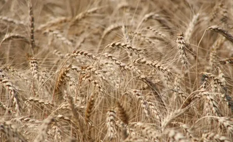 Вплив фунгіцидів та регуляторів росту на формування врожаю злакових культур
