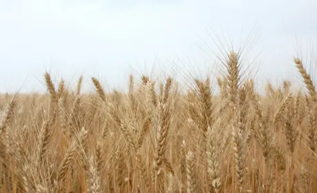 Пріма™ Форте — найкращий серед найкращих!