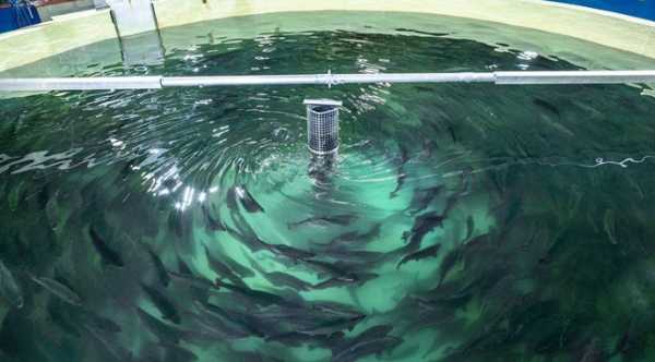 В Україні збільшено фінансову підтримку аквакультури для всіх областей