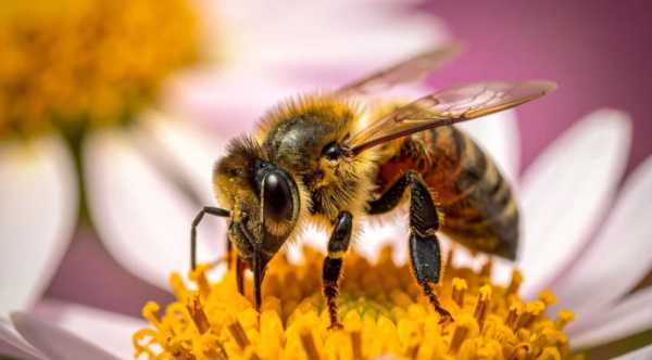 Карніка визнана як найрегульованіша порода бджіл.