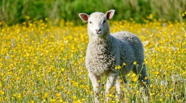 Поголів’я овець в Україні зменшується, а галузь продовжує нести збитки