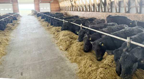 На Львівщині відкрили племінне господарство абердино-ангуської породи.