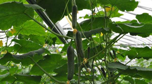 Український ринок теплих огірків зіткнувся зі значним зниженням цін через надлишок товару.