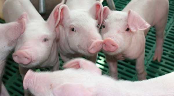 Південнокорейська влада посилює заходи проти африканської чуми свиней, що призвело до масової утилізації свиней.