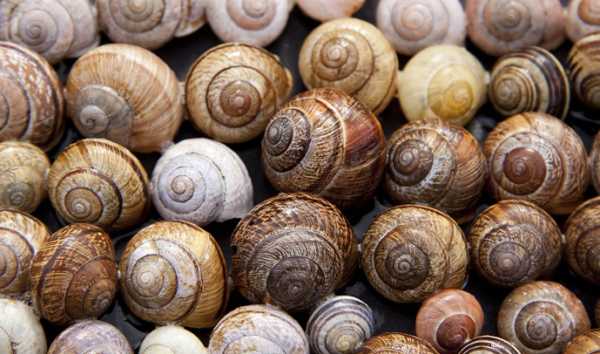 Іспанія закуповує майже 90% усіх українських равликів.