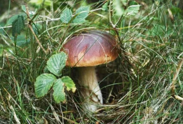 Як на дачній ділянці створювати необхідний ґрунт? Кілька слів про свідомість