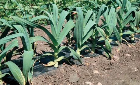 РОКАМБОЛЬ: часниково-цибулевий дивоплід