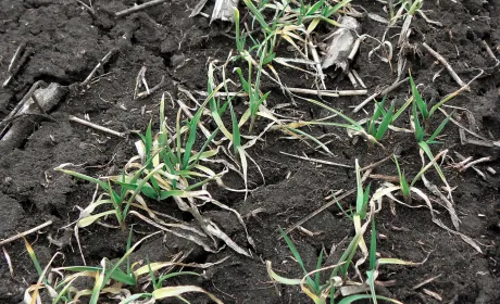 Рідке добриво КАС: оптимальні методи внесення