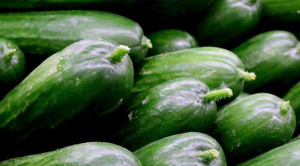 Ціни на огірки в теплицях в Україні значно знизилися