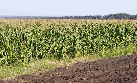 Характеристики регулювання чисельності лучного метелика (Loxostege Sticticalis) за нульового обробітку ґрунту в&hellip;