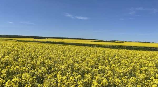У ЄС погіршили прогноз урожайності основних сільгоспкультур
