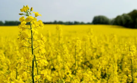 Оновлення весняної вегетації озимого ріпаку: дані, реалії, очікування