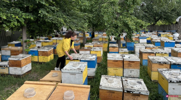 Загибель бджіл на Кіровоградщині: уражено приблизно 800 бджолосімей