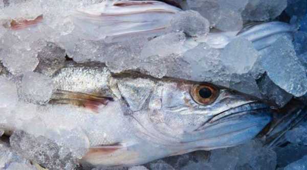 Україна ввозить 80% рибної продукції.