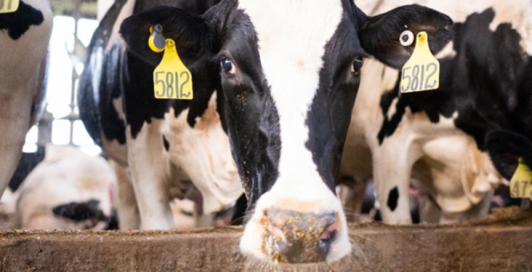 GEA вдосконалила хмарну систему моніторингу корів CowScout