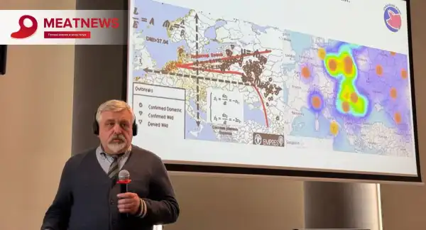 Африканська чума свиней розповсюджується за участю людей, завдаючи галузі збитків на суми,…