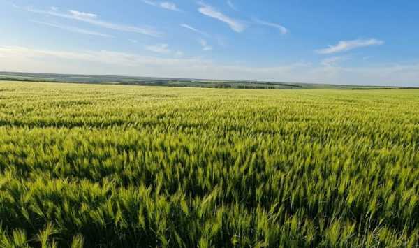 У компанії “Ноу Тіл Агро” на Миколаївщині було повторно засіяно приблизно 250 гектарів озимого ячменю, який не переніс зиму.