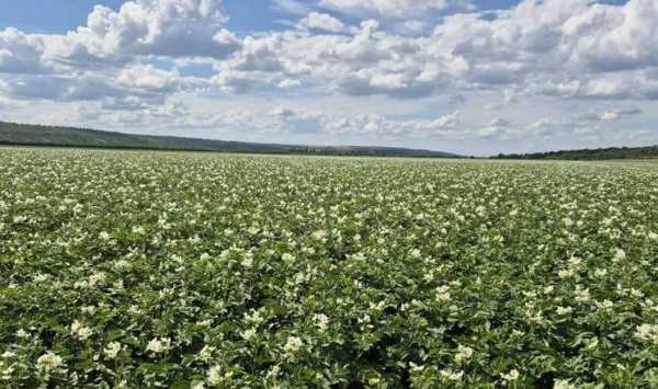 Польські картопляні господарства значно зменшили обсяги посівів