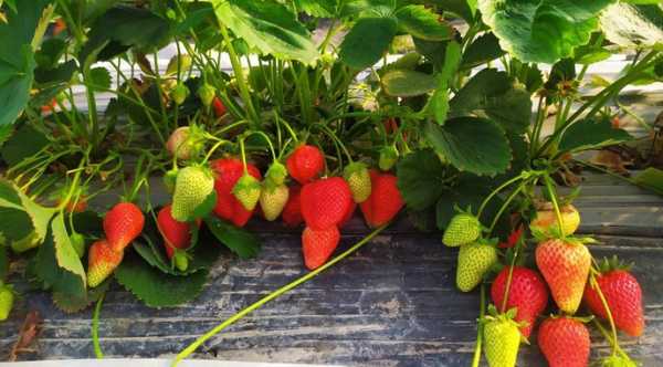 Harvest CROO розробила робот-збирач ягід, що працює з людською швидкістю
