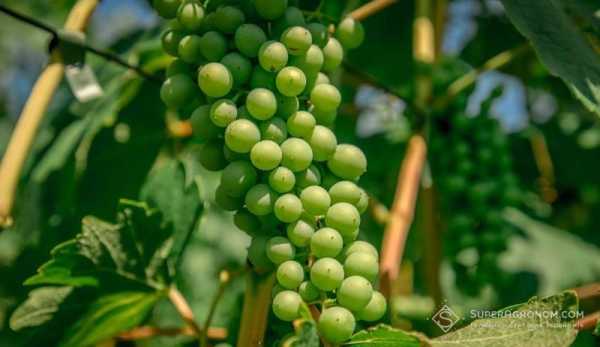 Які сорти винограду надають перевагу українські винороби: сучасні напрямки галузі