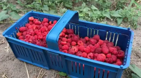 Фермер з Рівненщини: малина та нові врожаї