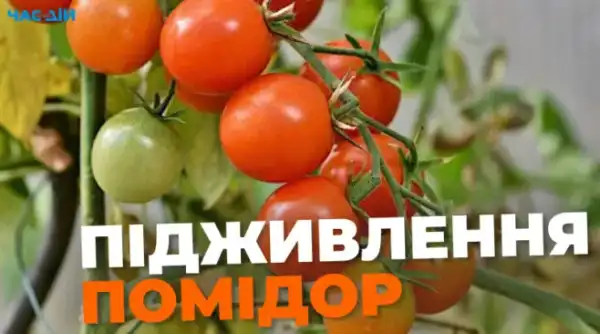 Як виростити великі помідори: рекомендації для садівників