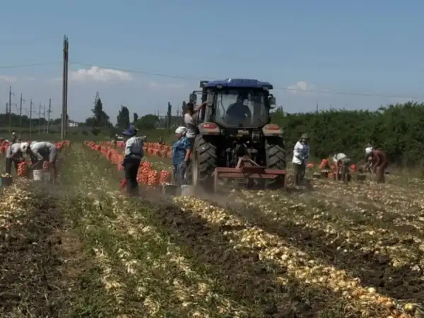 На Одещині випробовують південнокорейську методику вирощування озимої цибулі: потенційна врожайність…