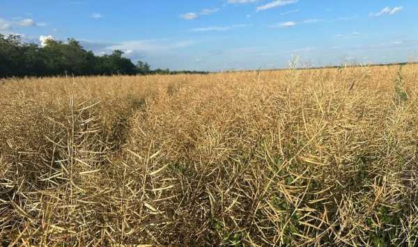 Вибір гібридів озимого ріпаку у господарстві на Київщині