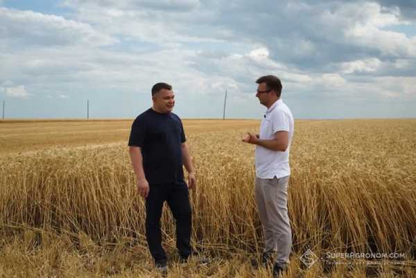 На Одещині зібрали близько 10 тонн з гектара озимої пшениці: що стало причиною рекордного врожаю