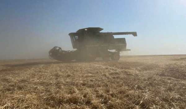 Збір врожаю під наглядом дронів: на Херсонщині зернові дають понад 5 тонн з гектара