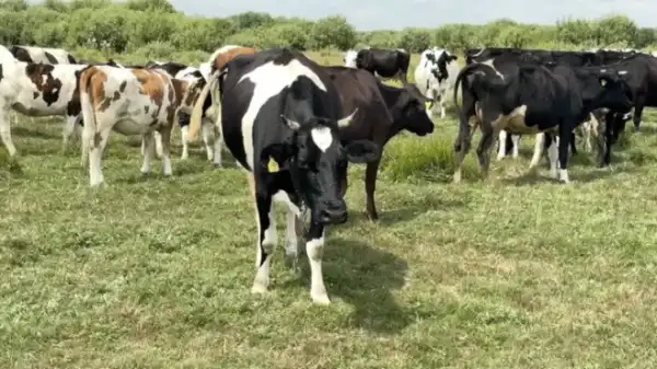 Волинські молочні продукти: сири, вершкове масло та йогурти