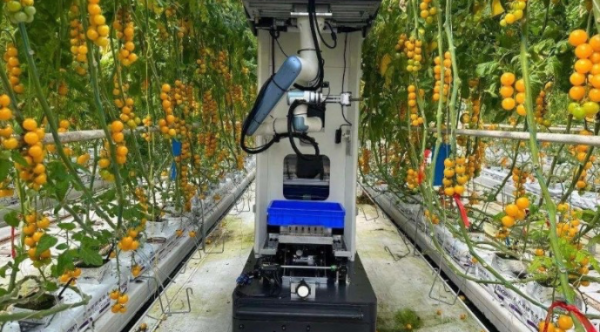 Китайський підрозділ K2 TECH проводить у Європі експерименти з роботом-збирачем помідорів