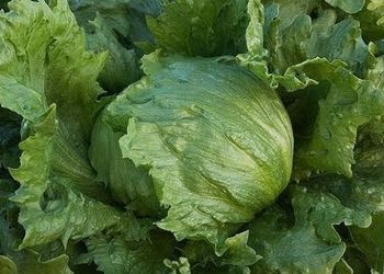 Попит на салат Айсберг збільшується через брак у Європі