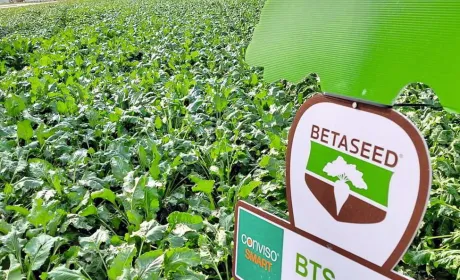 Буряк цукровий від БЕТАСІД: високий врожай і чудова якість