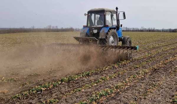 Приблизно 7% посівів озимого ріпаку було пересіяно.