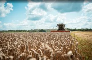 Наслідки припинення роботи чорноморських портів для пшениці