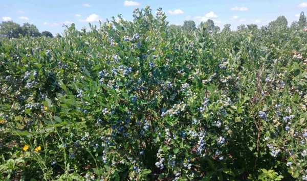 Orniberry, виробник лохини, експортує 90% своєї продукції