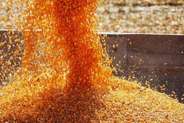 В Англії виставляють на продаж невеликі ферми через підвищення витрат та падіння прибутковості