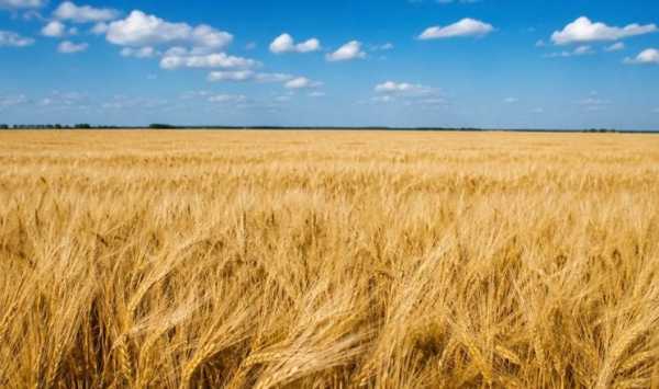 На Львівщині добігає кінця збір озимого ячменю: зібрано понад 6 тонн з гектара