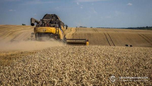Пшениця на Львівщині: врожайність впала на понад тонну з гектара