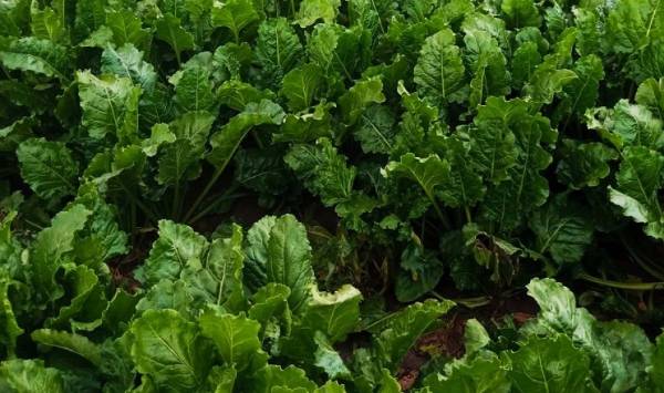 Загроза для цукрових буряків: шкідники та хвороби наступають