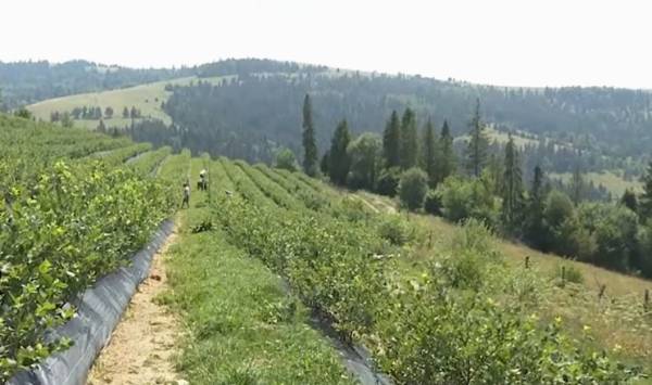 Закарпатські лохини достигають до 3 кг на кущ на висоті 800 метрів