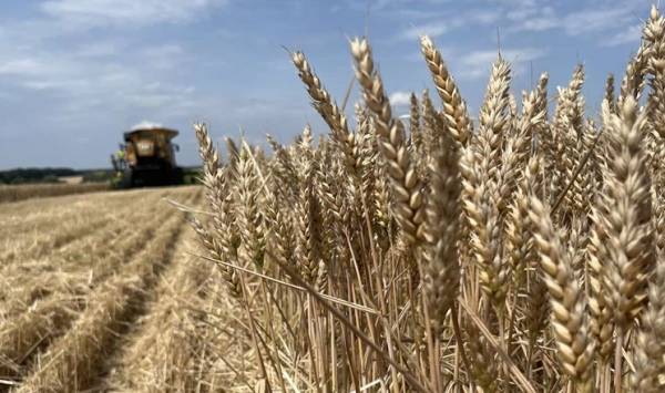 Зменшення врожаю зернових на Рівненщині: причина – посуха