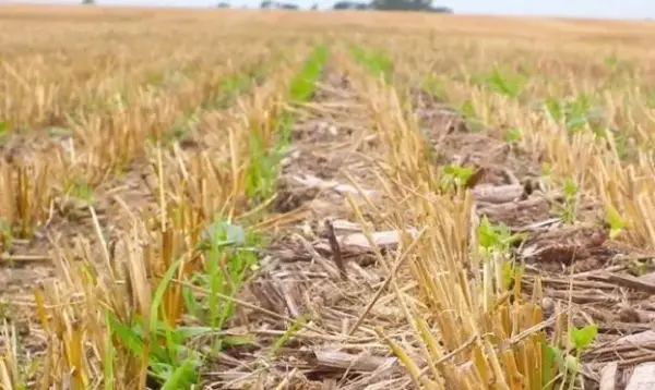 No-till: зберігаємо вологу в ґрунті за допомогою інноваційних технік