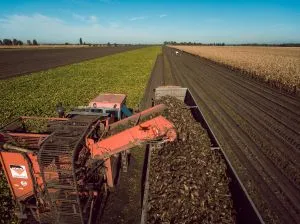 Німеччина чекає найгіршого врожаю цукрових буряків за десятиліття